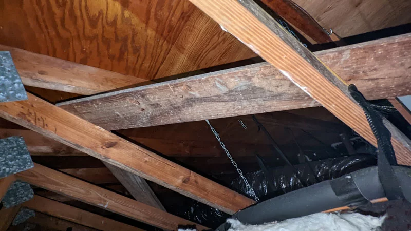 Sani Effect Professional Mold Remediation Project Finding